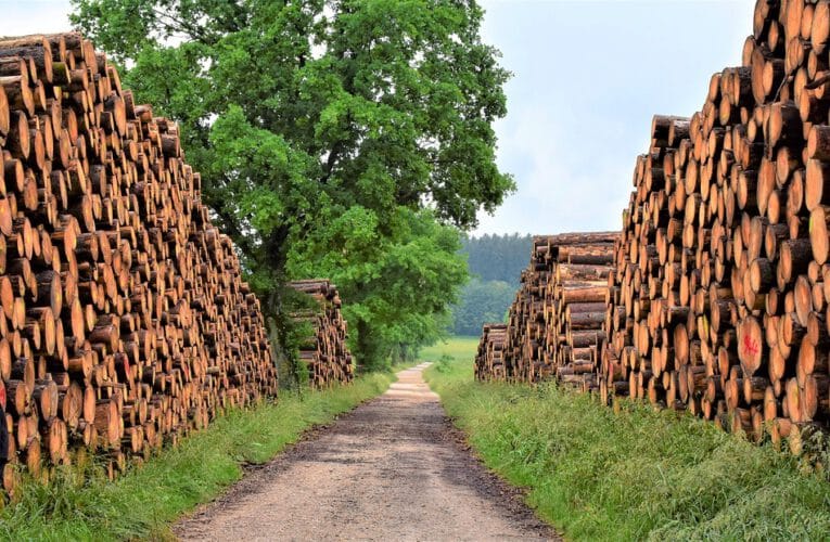 Co wpływa na cenę drewna konstrukcyjnego i jak to wpływa na rynek budowlany?