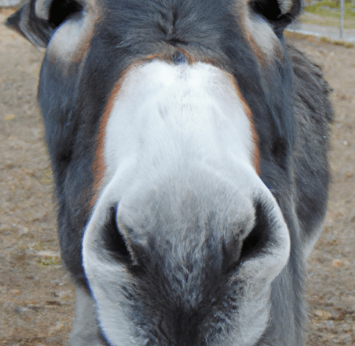 Najnowszy Bugaboo Donkey 3 – Przegląd nowej wersji wózka dla rodzin wielodzietnych