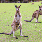 Skoczni mistrzowie Australii: Fascynujący świat kangurów