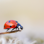 Biedronka – Tajemniczy świat i fascynujące fakty o tym małym owadzie