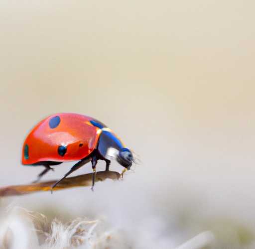 Biedronka – Tajemniczy świat i fascynujące fakty o tym małym owadzie