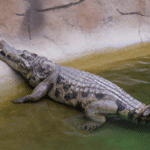 Coccodrillo - Tajemnicze i Fascynujące Świat Krokodyli