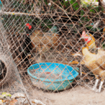 'Kurnik' – Sztuka hodowania kur domowych i korzyści z własnego kurnika