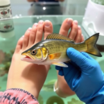 fish pedicure warszawa